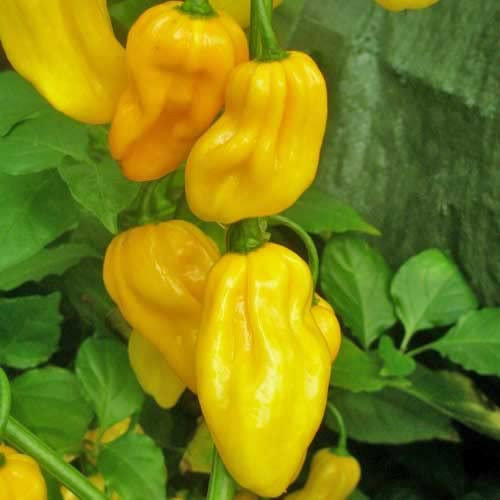 Habanero Yellow Chili Pepper Seeds - Super Spicy Chili Plant Open Pollinated Guaranteed Seed Variety