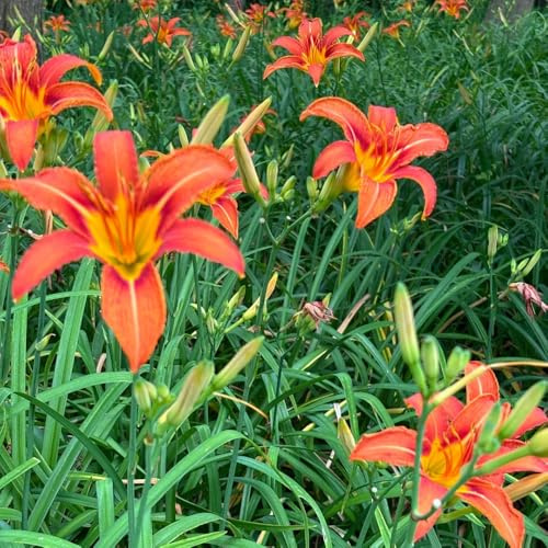 Semi di daylily, Hemerocallis fulva, luoghi soleggiati perenni resistenti agli emerocallidi, fiordaliso, giardino, 60pcs