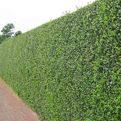GardenersDream Ligustrum Ovalifolium - All Year Round Outdoor Plant - Evergreen Privet Hedge Plants for Gardens and Borders - Outdoor Garden Ready Plant (9cm Pot, 10 Plants)