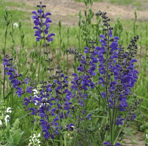 Großpack 5000 SAMEN Wiesen-Salbei Salvia pratensis Wiesensalbei - Meadow Clary
