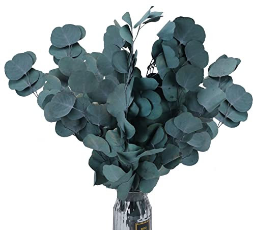 RADCANE Flores Secas Naturales Ramas Eucalipto Preservado Ramas Secas Decorativas Hojas Secas Planta Natural Ramo de Flores para Jarrones Interiro Hogar Bodas Fotografía DIY Flores Secas Decoracion