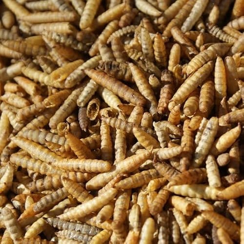 Oswalt Black Soldier Fly Larves de mouches soldats séchées Nourriture riche en énergie pour oiseaux, poissons, rongeurs et reptiles 5 kg