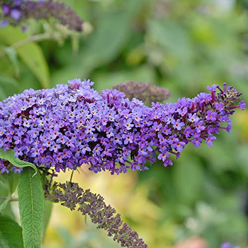 Buddleja Davidii Purple Emperor Butterfly Bush Hardy Shrub 2X 3.6 Litre Potted Plant by Thompson & Morgan (2)
