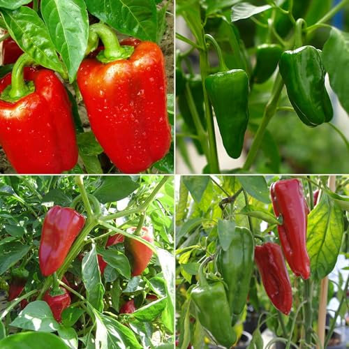 Pepper Seeds Multi Pack - 4 Different Varieties Stuffed Sweet Bell Peppers Seed Kit Largo Reus Padron Piquillo Dulce Italiano