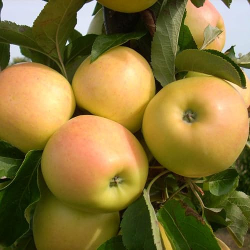 GURNEY'S - Golden Treat Fruit Snacks Columnar Apple Malus Dormant Bare Root Starter Fruit Tree - Due to restrictions we Can't Ship to Montana
