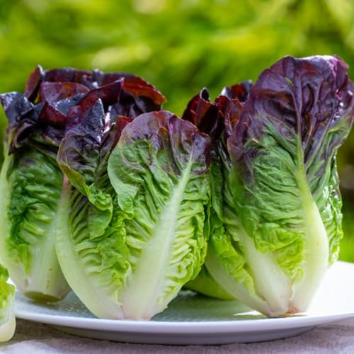 Semillas de lechuga, semillas de lechuga recoger orgánicas 100pcs