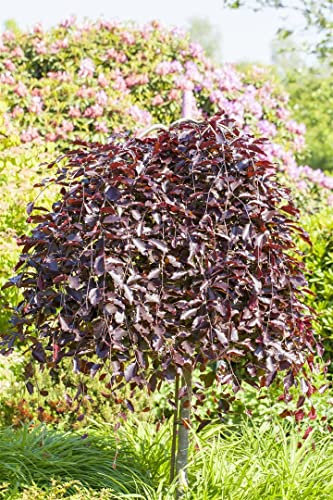 Fagus sylvatica 'Purpurea Pendula' 100 cm Stammhöhe – Winterhart, Mehrjährig, Pflegeleicht – Hängende Blutbuche – Solitärbaum für Garten & Park