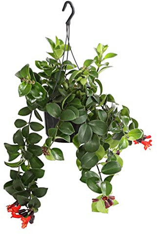 Dehner Schamblume Mona Lisa, Aeschynanthus radicans, in Blumenampel, 40-45 cm, Ø Topf 15 cm, Zimmerpflanze