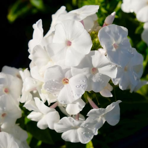 Kölles Beste Flammenblume 'Adessa® White', 3 Liter Topf