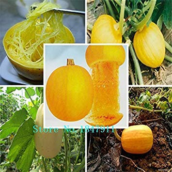 VISTARIC 100 Runde weiÃŸe Rettichsamen Obst und Gemüse super süÃŸ saftig Nicht ohne Gentechnik gesund DIY Gärten Freies Verschiffen