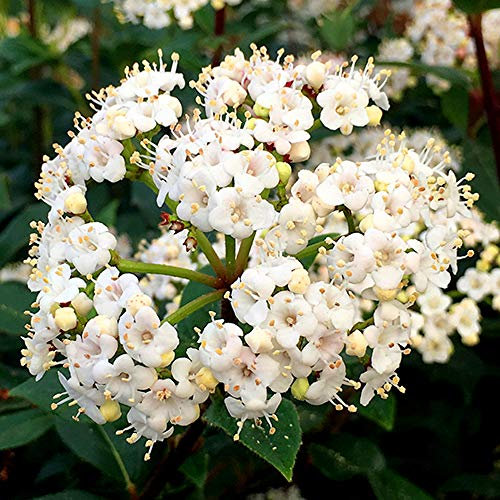 1 X Viburnum TINUS 'French White' Evergreen Shrub Hardy Garden Plant in Pot