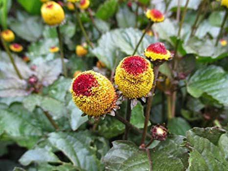 SPILANTHES O CRESCIONE DEL BRASILE NR.300 SEMI