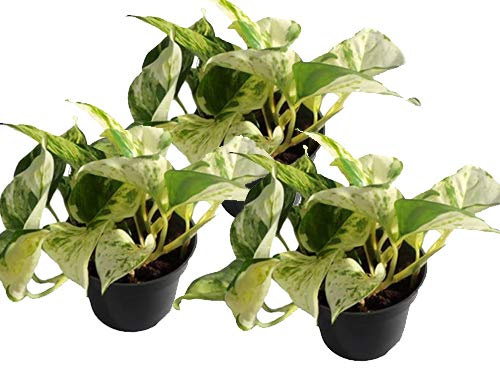 Efeutute, Scindapsus, (Epipremnum aureum) Sorte: Happy Leaf, geflecktes weiss-buntes Blattwerk, rankend, Ampelpflanze, luftreinigend (3)