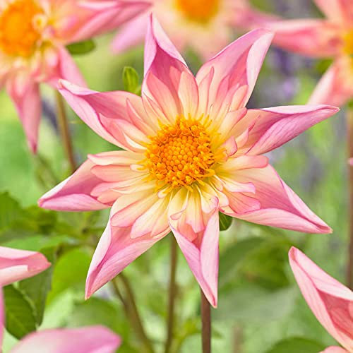 schone Dahlia Collarette – Summer Flowering Bulb – Perennials – for Your Beautiful Garden (1 x Dahlia Collarette Fancy Pants), Pink