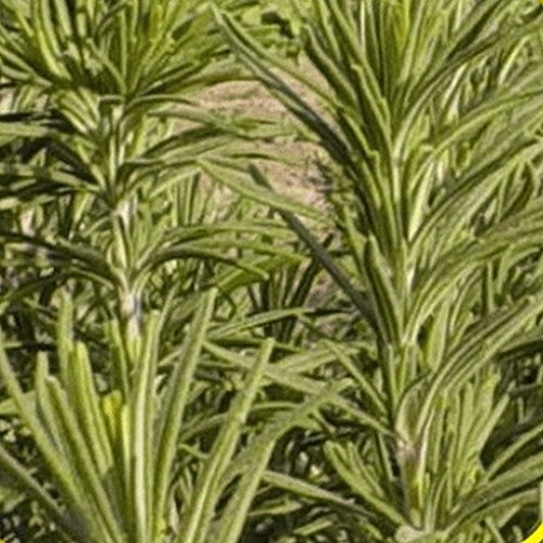 300 Semi di Rosmarino