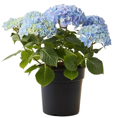 Hydrangea o Hortensia Azul - Arbusto con Hojas Verdes y Floración Larga