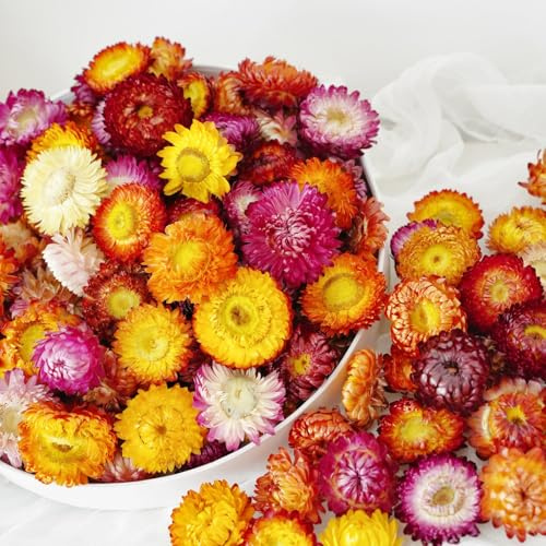 Natural Dried Daisy Flowers Heads - 30~40 Pcs Gerbera Daisies Real Sunflowers Chrysanthemum, Dry Flower Arrangements for Wedding Decor, Home Party Decoration and DIY Craft (Multi Colors)
