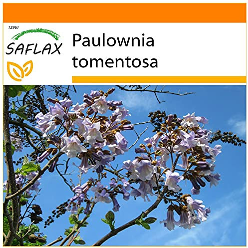 SAFLAX - Garden in the Bag - Blåklockaträd - 200 Frön - Med underlag i en passande resväska - Paulownia tomentosa