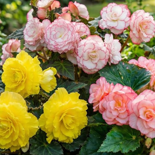 Begonia Double Pastel Tone - 3 Bulbes de Fleurs à Planter Exterieur - Plante Exterieur Jardin - Naturelle Plantes de Hollande (pas de graines, non artificielle)