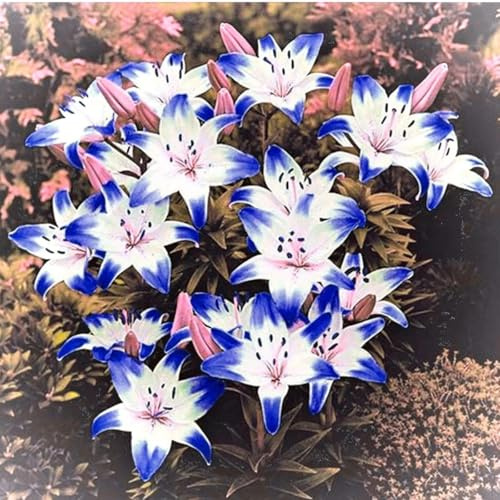 Lilium tubérculos cebollas mix,cebollas perennes resistentes al invierno,Decorativo,Gracia,lirios en maceta,lirios cebollas resistentes,Excelente ornamento.-6 cebollas-C