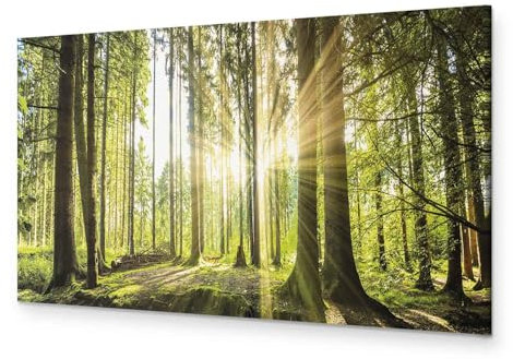B&D XXL - Akustikbild Wald 150x50 cm 1 tlg Bilder Akustikschaum Schallschutz Kunst Akustikpaneele Wandpaneele Schalldämmung Wandbild Schallabsorber Waldlandschaft Natur Panorama c-B-0077-b-b