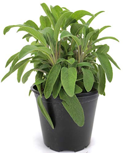 Italienischer Salbei im 15cm Topf, Salvia officinalis, frische Kräuter Pflanze