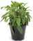 Salvia italiana en maceta de 15cm, Salvia officinalis, planta de hierbas frescas