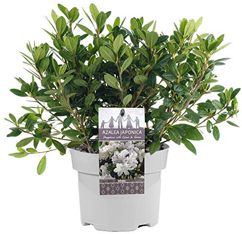 AZALEE DU JAPON BLANCHE ARBUSTE À FEUILLES PERSISTANTES PLANTE DE JARDIN RUSTIQUE EN 2L POT x 1
