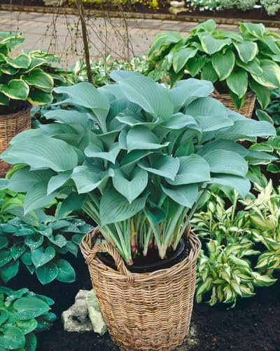 Hosta nigrescens 'Krossa Regal' 11x11 cm Topf – Winterhart, Mehrjährig, Pflegeleicht – Blaublatt-Funkie – Staude für Schattenbeet & Kübel