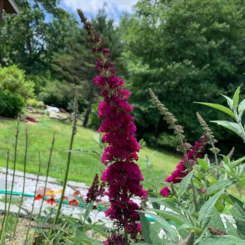 50 pcs schmetterlingsflieder winterhart samen, blüten, kräuterbeet sommerflieder samen - Buddleja davidii - pflanzen samen indoor, pflanzen winterhart blumen für balkon, bio saatgut