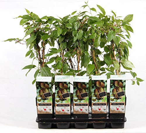 Bayern-Kiwi Pflanze 70 cm – weiblich | Actinidia arguta 'Bayern' | Frosthart, selbstfruchtbar mit männlicher Pflanze, vitaminreiche Mini-Kiwi für Garten & Balkon