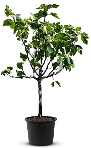 Tropictrees Feigenbaum mit einer Höhe von 150 cm und einem Stammumfang von 14-16 cm | Feigen zur Saftherstellung und als Zutat für schmackhafte Gerichte | Feigenbaum winterhart mit essbaren Früchten