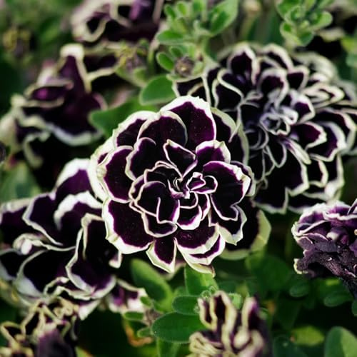 semillas de petunia balcón, petunia híbrida, para lugares soleados petunia colgante Semillas orgánicas para parterres, decoración de balcones, resistentes 900pcs