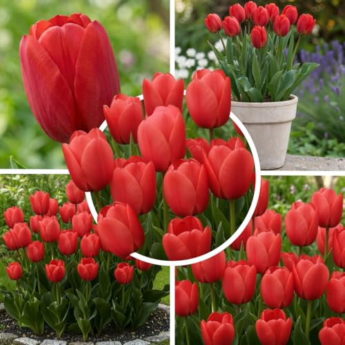 FLORIUM Enkel tulpanlökar (25 lökar) exklusiva röda tulpaner holland kall- och fleråriga resistenta för trädgård, blomkrukor, balkong, Amsterdam