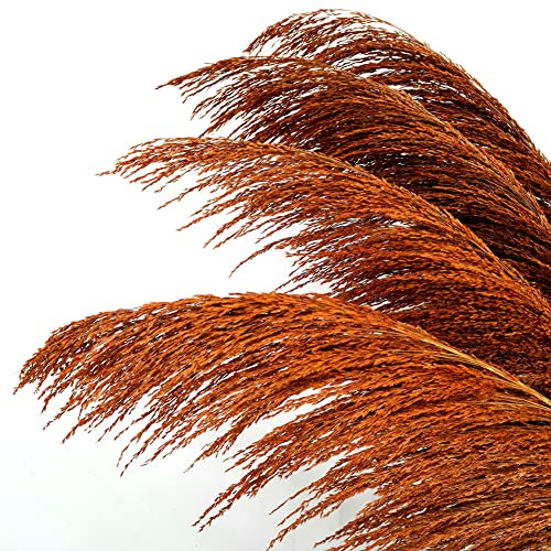Burnt Orange Pampas Grass Decor Tall,Large Pampas Floral Fluffy,Long Feather Flowers for Boho Wedding Arangement Bedroom Living Room Decorations (burnt orange, 8pcs 31.5/80cm)