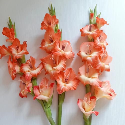 bulbi di gladioli resistenti, giardino balcone decorazione 15pcs