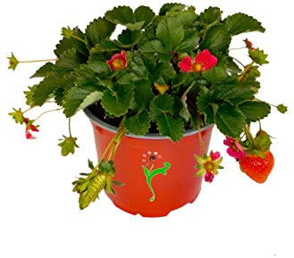Planta Tapizante Natural de Fresas - Planta de Exterior de Strawberry
