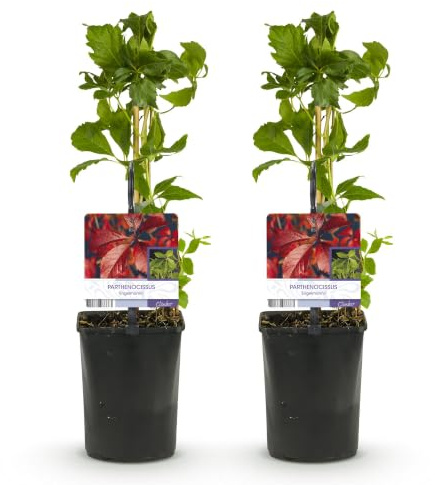 Parra Virgen Parthenocissus, Planta Trepadora para Muros, Pack de 2
