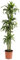 Dehner Drachenbaum Hawaiian Sunshine, zweitriebig, 170-180 cm, Ø Topf 27 cm, Zimmerpflanze