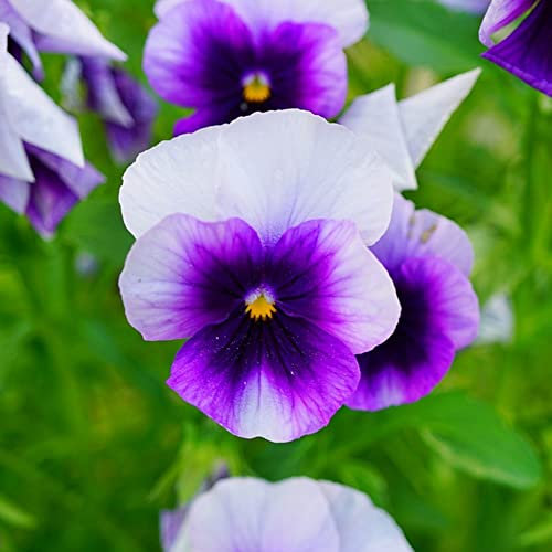 StiefmüTterchen Pflanzen 30 Samen Lila Blumensamen Bonsai Samenhornveilchen Pflanzen Kaufen Winterharte Pflanzen FüR Garten Balkon Blumen Schnittblumen Samen