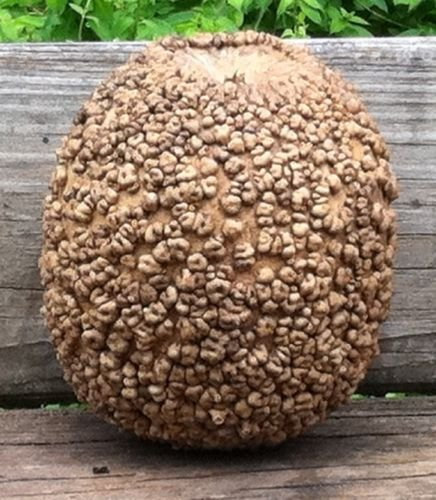 Graines de courge Blister Bule Heirloom Décorations Artisanat