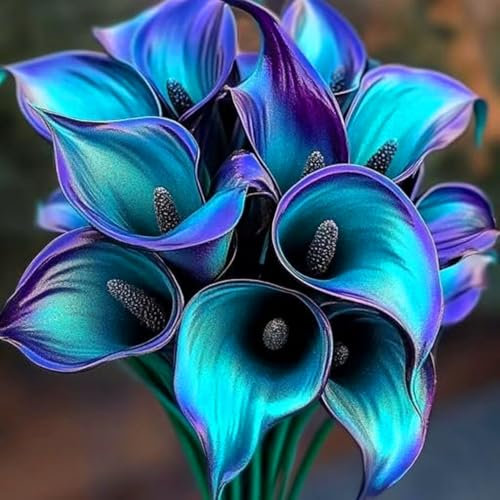 Calla-Lilienzwiebeln - mehrjährige Blütenpflanzen, geeignet für Innenhöfe und Balkone, pflegeleicht, hohe Optik-2zwiebeln-Z