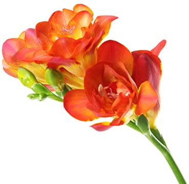 10x Freesia Double Orange Summer Flowering Bulbs Colourful Garden Plant Corms Wedding Fragrant Cut Flowers Size 5/6