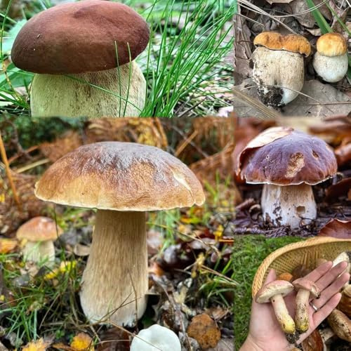 500 pezzi Semi di funghi porcini - interni, acquistare di ortacoli, giardino, muscoli semi muscoli,