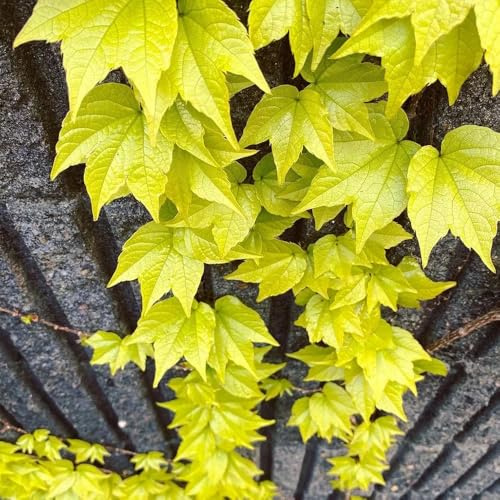 Parra virgen, enredadera de culantrillo - Balcón con jardín de aromáticas Parthenocissus Quinquefolia oficina hoja trepadoras, interior otoño, 400semillas