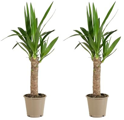 Bloomique - Lot de 2 - Yucca Elephantipes - Lys Palmier - Plantes d'intérieur - Purifiant l'air - Facile d'entretien - Pot 12cm - 35-45cm de Haut