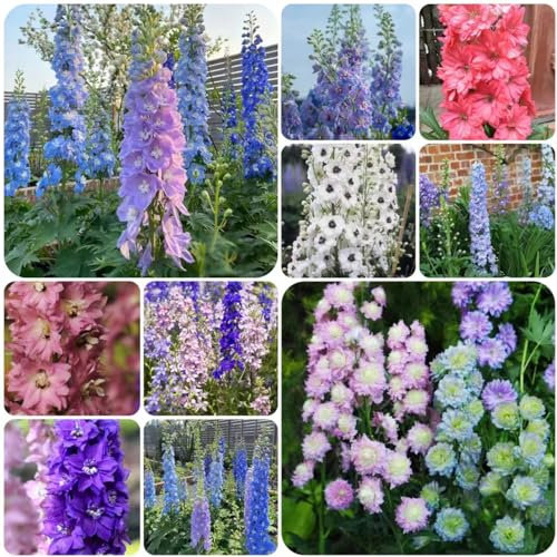 100 pcs rittersporn pflanze samen - garten geschenke für männer steingartenpflanzen winterhart Delphinium grandiflorum, pflanzensamen blumendeko bonsai topf kräutergarten geschenk