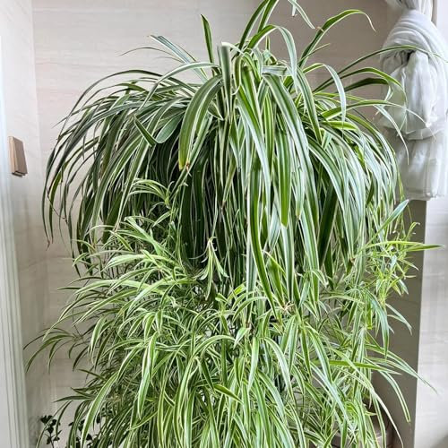 50 pcs Grünlilie Zimmerpflanze Samen - deko wohnzimmer modern kletterpflanzen winterhart Chlorophytum comosum - blühende rankpflanzen winterhart, biosaatgut balkon pflanze, pflanzen