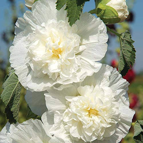 Hollyhock 'Chater's Double Icicle', Alcea rosea, Althaea rosea, Hardy Perennial, 1 Packet of 100 Hollyhock Seeds by Thompson and Morgan