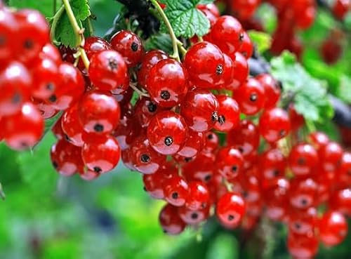 70 graines de groseille rouge